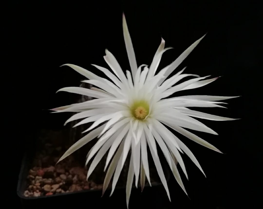 SETIECHINOPSIS