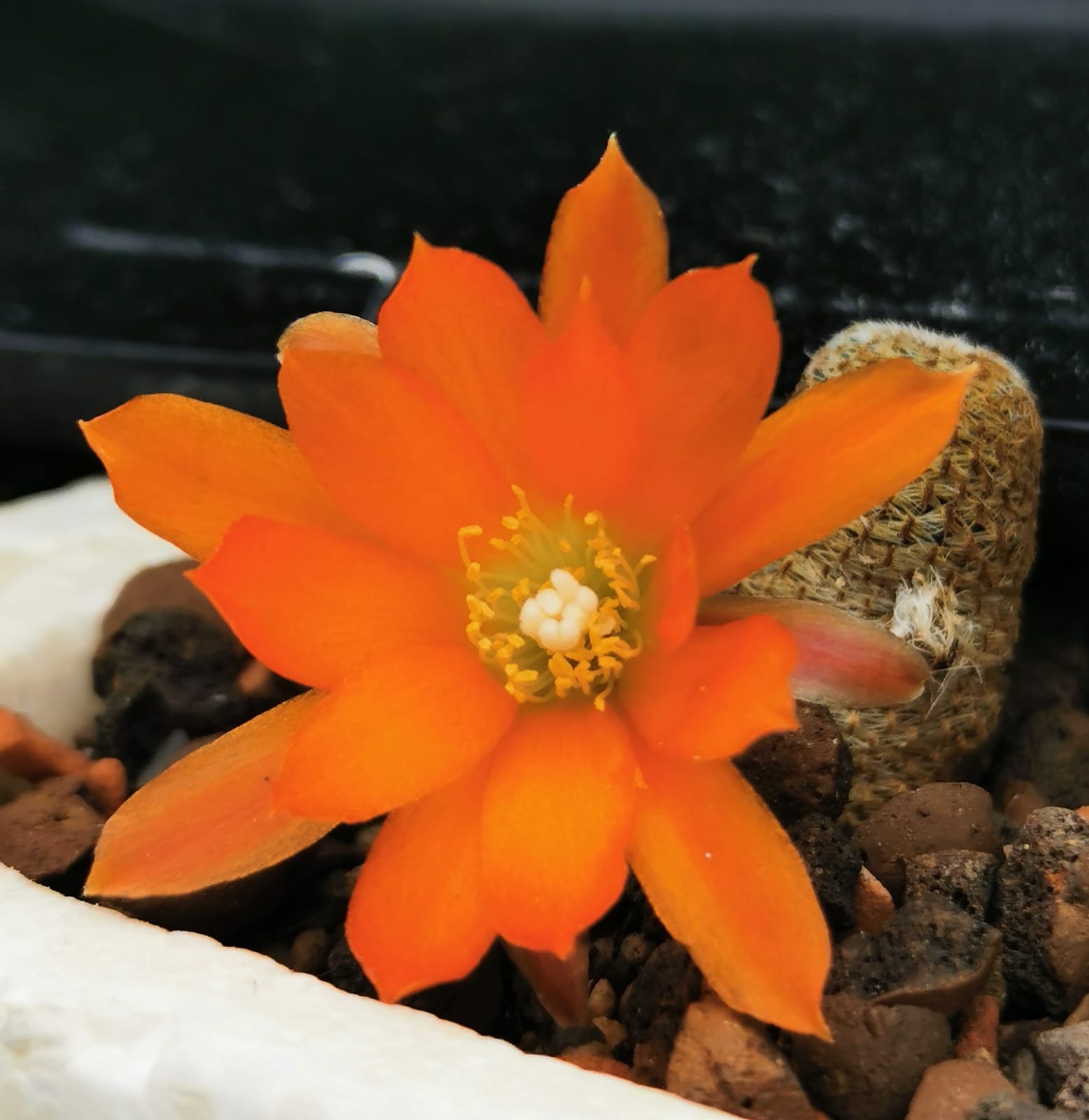 REBUTIA