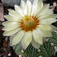 Astrophytum