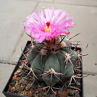 ECHINOCACTUS