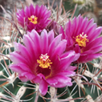 FEROCACTUS