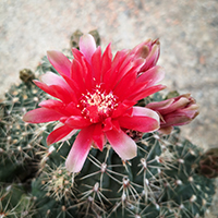 GYMNOCALYCIUM