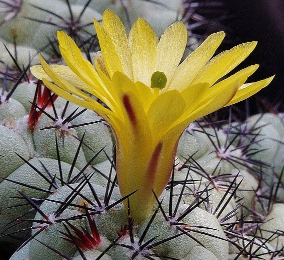 ORTEGOCACTUS