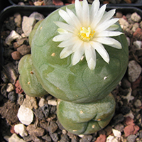 LOPHOPHORA