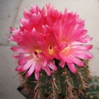 NOTOCACTUS / PARODIA