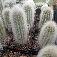 Trixanthocereus