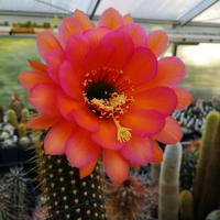 TRICHOCEREUS