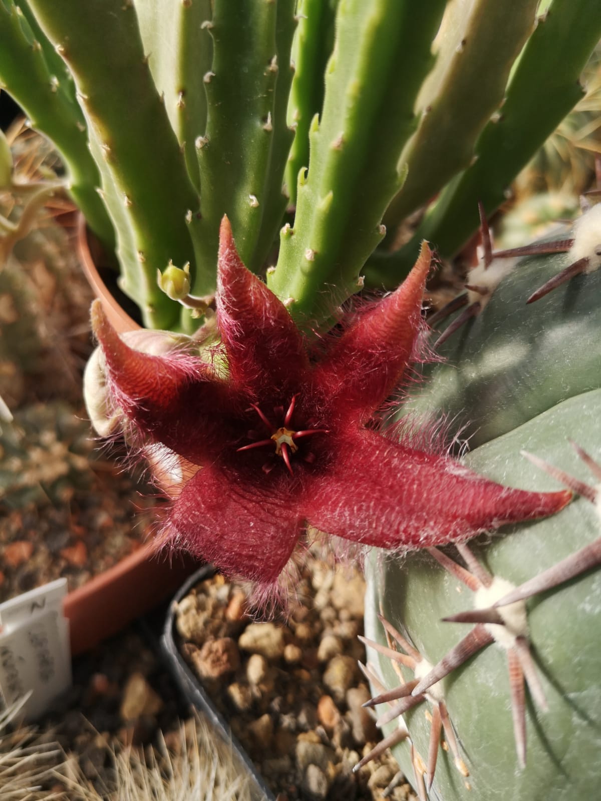 STAPELIA