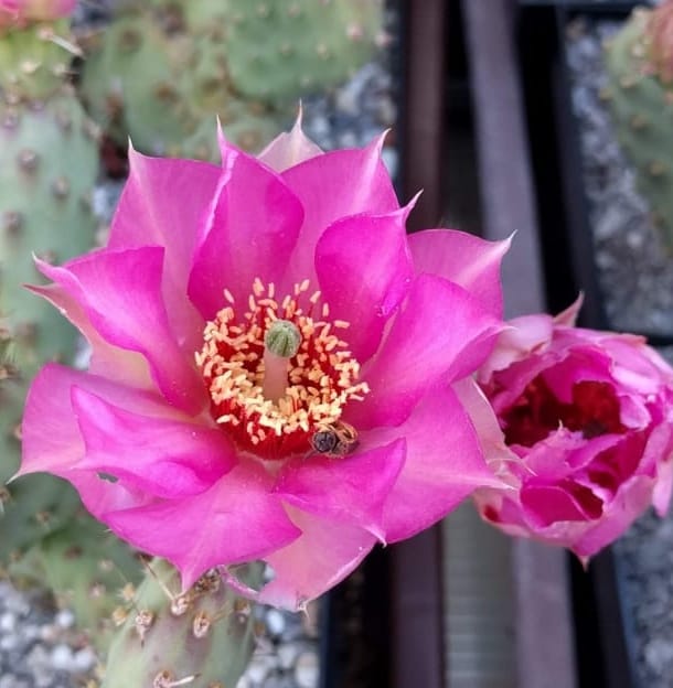 OPUNTIA