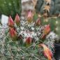 Preview: Mammillaria beneckei