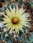 Preview: Coryphantha elephantidens subs. greenwoodii