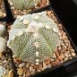 Preview: Astrophytum hybrid asterias x coahuilense