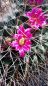 Preview: Mammillaria melanocentra (Euthele)