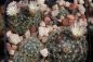 Preview: Mammillaria tezontle