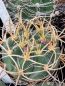 Preview: Gymnocalycium-armatum-JO-600