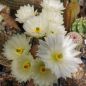 Preview: Echinocereus rigidissimus/weiße Blüte