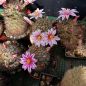 Preview: Mammillaria blosfeldiana