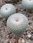 Preview: Epithelantha micromeris SB82