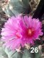 Preview: Echinocactus horizontalonius Nr.50