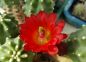 Preview: Echinocereus triglochidiatus var. Inermis