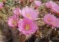 Preview: Echinocereus roetterii - Orogrande