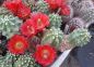 Preview: Echinocereus triglochidiatus var. Inermis