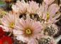 Preview: Echinocereus roetterii - Orogrande