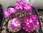 Preview: Mammillaria hernandezii