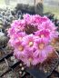 Preview: Mammillaria longiflora