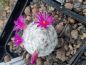 Preview: Mammillaria humboldtii