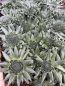 Preview: Orostachys spinosa