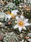 Preview: Mammillaria goodrichii