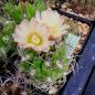 Preview: Pyrrhocactus taltalensis