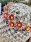 Preview: Mammillaria stella-de-tacubaya