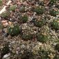 Preview: Gymnocalycium spegazzinii v. unguispinum