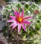 Preview: Mammillaria kraehenbuehlii