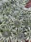 Preview: Orostachys spinosa