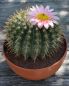 Preview: Notocactus roseoluteus