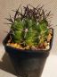 Preview: Pyrrhocactus taltalensis