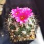 Preview: Turbinicarpus viereckii L1159