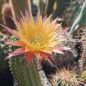 Preview: Trichocereus super APRIKOT