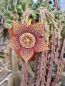 Preview: Stapelia (Orbea) variegata