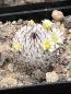 Preview: Mammillaria perezdelarosae ssp. andersoniana var. longispina-GCG12621