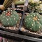 Preview: Gymnocalycium spegazzinii v. unguispinum