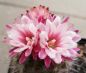 Preview: Pyrrhocactus floccosus