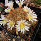 Preview: Mammillaria caretti