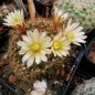 Preview: Mammillaria caretti