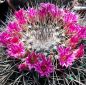 Preview: Mammillaria melanocentra (Euthele)