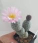 Preview: Tephrocactus geometricus