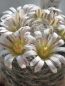 Preview: Mammillaria aureilanata